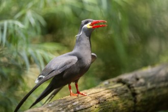 Inca tern (Larosterna inca) sitting on an old wood, captive, Zoo Augsburg, Germany