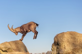 A male ibex (Capra ibex) leaps from rock to rock in the warm evening light. A blue sky can be seen
