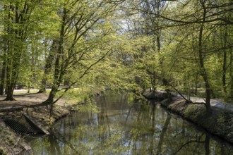 Trees with fresh greenery by the river Dalke, Stadtpark, Gütersloh, Westphalia, North