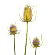 Three distinct thistle-like plants showcase vibrant yellow and purple hues against a white