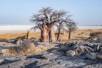 African baobab or baobab tree (Adansonia digitata), arid landscape, Kubu Island (Lekubu), Sowa Pan,