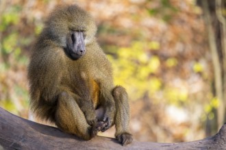 Guinea baboon (Papio papio) sitting on the ground, Bavaria, Germany Europe