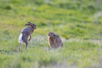 European hare (Lepus europaeus) Mating season Germany