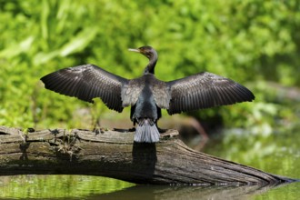 A cormorant presents its outstretched wings on a tree trunk, surrounded by nature, Cormorant,