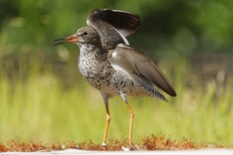 Bird with open beak in a meadow in a natural environment with raised wings, redshank, (Tringa