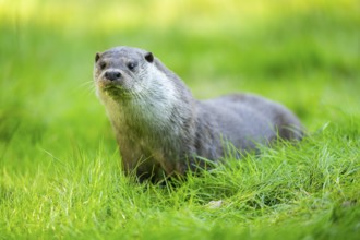 Eurasian otter (Lutra lutra) on a meadow, Hesse, Germany
