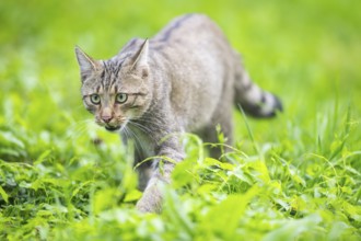 European wildcat (Felis silvestris silvestris) on a meadow, Hesse, Germany