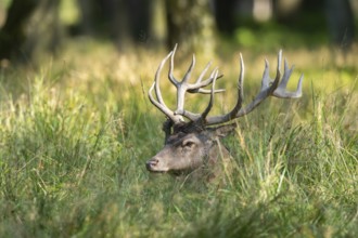 Red deer (Cervus elaphus) stag lying on a meadow, Bavaria, Germany
