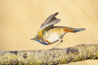 Bluethroat (Luscinia svecica cyanecula) ml Germany