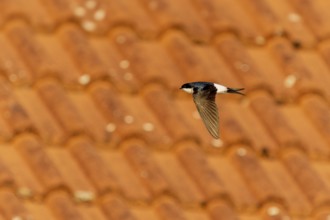 Swallow flying over a tiled roof in sunny weather, House Martin (Delichon urbicum, Syn.: Delichon