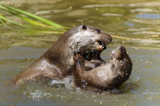 Two otters wrestling in the water, with energetic splashing and intense movements, European otter