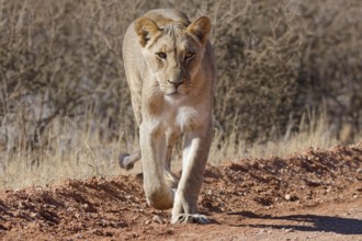 African lion (Panthera leo), lioness, adult female walking on a dirt road, animal portrait,