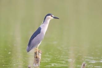 Night heron (Nycticorax nycticorax), sitting on a tree trunk, wildlife, nature photography, heron,