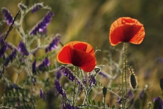 Beautiful picturesque poppy field, June, Germany