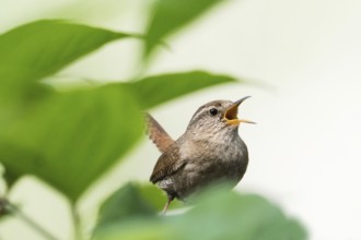 A singing wren (Troglodytes troglodytes) sitting among green leaves, Hesse, Germany