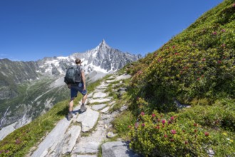 Picturesque mountain landscape with blooming alpine roses, imposing mountain peaks and glaciers,
