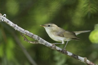 Greenish Warbler - Grünlaubsänger - Phylloscopus trochiloides