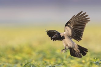 Nebelkrähe, Hooded Crow, Northern Carrion Crow, Corvus corone cornix, Corvus cornix, Corneille