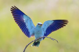 Blauracke, European Roller, Roller, Coracias garrulus, Rollier d'Europe, Carraca Europea, Carraca