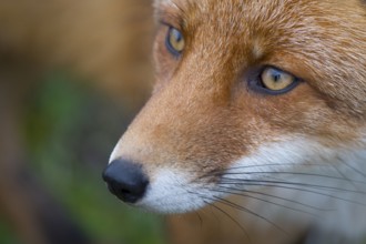 Red Fox (Vulpes vulpes) adult portrait, Netherlands