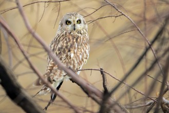 Short-eared Owl (Asio flammeus) perched on a branch, Andalusia, Spain