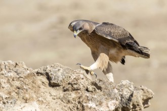 Bonelli's Eagle (Aquila fasciata) juvenile on ground, Andalusia, Spain