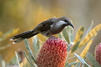 Western Wattlebird (Anthochaera lunulata), Western Australia, Australia