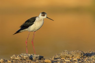 Stelzenläufer, Black-winged Stilt, Himantopus himantopus, Échasse blanche, Cigüeñuela Común