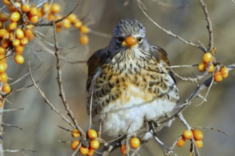 Fieldfare (Turdus pilaris) feeding on berries of Common sea buckthorn (Hippophae rhamnoides),