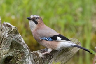 Eurasian Jay (Garrulus glandarius) perched on root, Mecklenburg-Western Pomerania, Germany