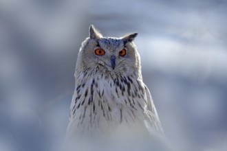 Winter face portrait of owl. Eastern Siberian Eagle Owl, Bubo bubo sibiricus, sitting on hillock