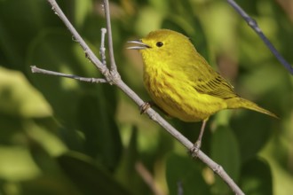 Yellow Warbler (Setophaga petechia) perched on a branch in Cuba