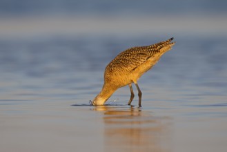 Marbled Godwit (Limosa fedoa) foraging, Florida, USA