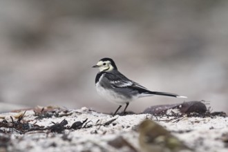 White Wagtail (Motacilla alba yarrellii) female, Schleswig-Holstein, Germany