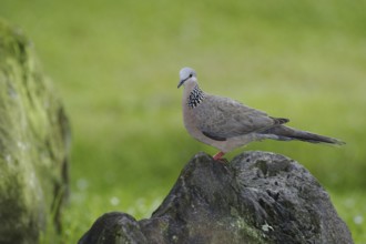 Spotted Dove (Spilopelia chinensis), Hawaii, USA