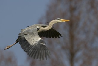 Grey Heron (Ardea cinerea) flying, Baden-Wuerttemberg, Germany