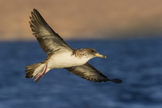 Cory's Shearwater (Calonectris borealis) flying, Eilat, Israel