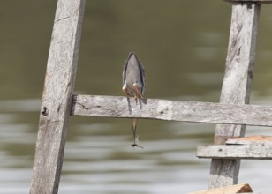 Striated Heron (Butorides striata) with a dragonfly it has captured, Amazon river