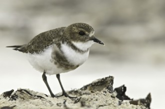 Two-banded Plover (Charadrius falklandicus), Falkland Islands