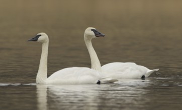 Trumpeter Swan (Cygnus buccinator), British Columbia, Canada