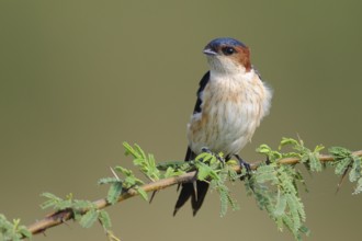 Red-rumped Swallow (Cecropis daurica), India