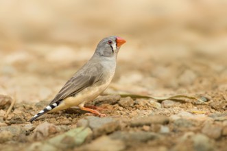 Zebra Finch (Taeniopygia guttata castanotis) female, Northern Territory, Australia