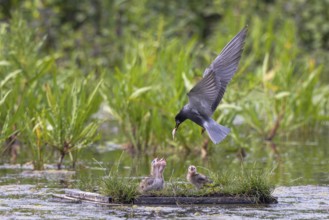 Black Tern (Chlidonias niger) feeding chicks in flight, Netherlands