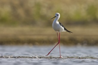 Black-winged Stilt (Himantopus himantopus) male foraging, North Rhine-Westphalia, Germany