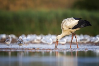 White Stork (Ciconia ciconia) foraging in shallow water, Saxony-Anhalt, Germany