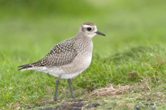 American Golden-Plover Pluvialis dominica Duluth, St. Louis County, Minnesota, USA 25 September