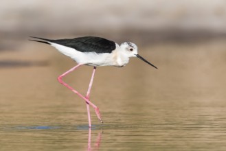 Black-winged Stilt (Himantopus himantopus) foraging, Eilat, Israel