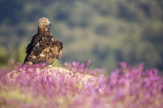 Golden Eagle (Aquila chrysaetos), Madrid, Spain