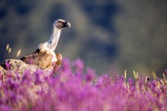 Griffon Vulture (Gyps fulvus) in field, Madrid, Spain
