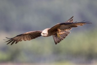 Black Kite (Milvus migrans) flying, Madrid, Spain